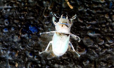 Eigenes Foto: Käfer invertiert